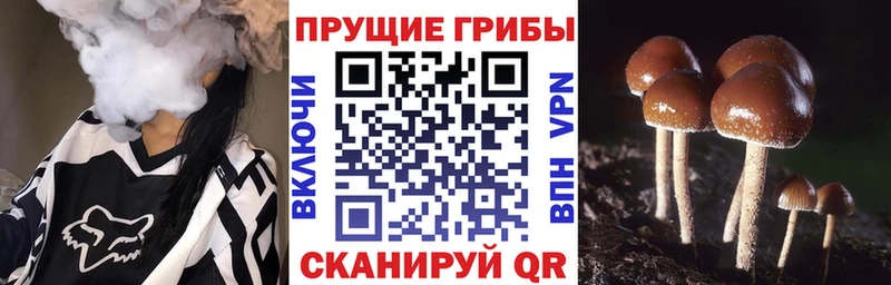 купить   Белореченск  ОМГ ОМГ рабочий сайт  Галлюциногенные грибы Psilocybine cubensis 